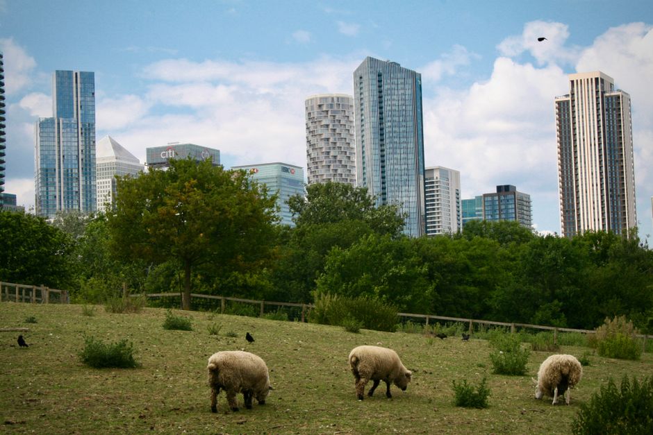 A wide view of the Heron Quays area in Isle of Dogs with tall modern office buildings on both sides of a calm River Thames. The buildings feature glass and steel facades, some with reflective windows, and vary in height and architectural style. The river surface appears clean and smooth, with gentle ripples, reflecting the sky and urban skyline. Natural daylight illuminates the scene, highlighting the sleek, polished surfaces of the structures. Canary Wharf Cleaners offers expert domestic and commercial cleaning services, including surface cleaning and deep cleaning, to maintain hygiene and shine in such high-end commercial environments.